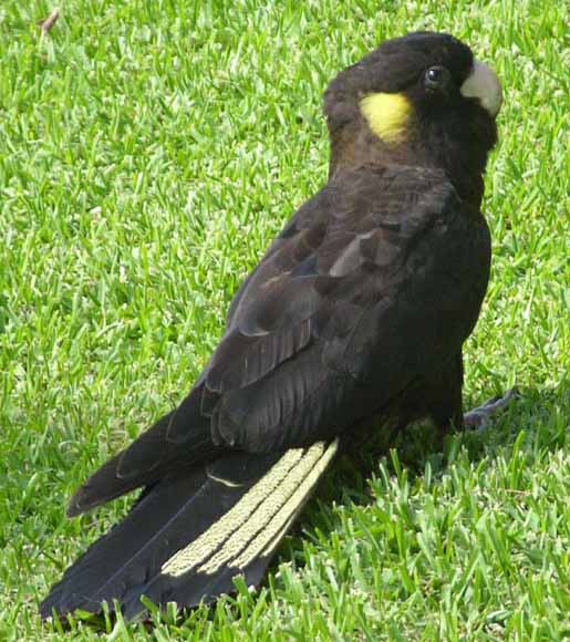 Calyptorhynchus funereus 